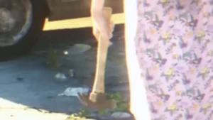 Hammer Hammer